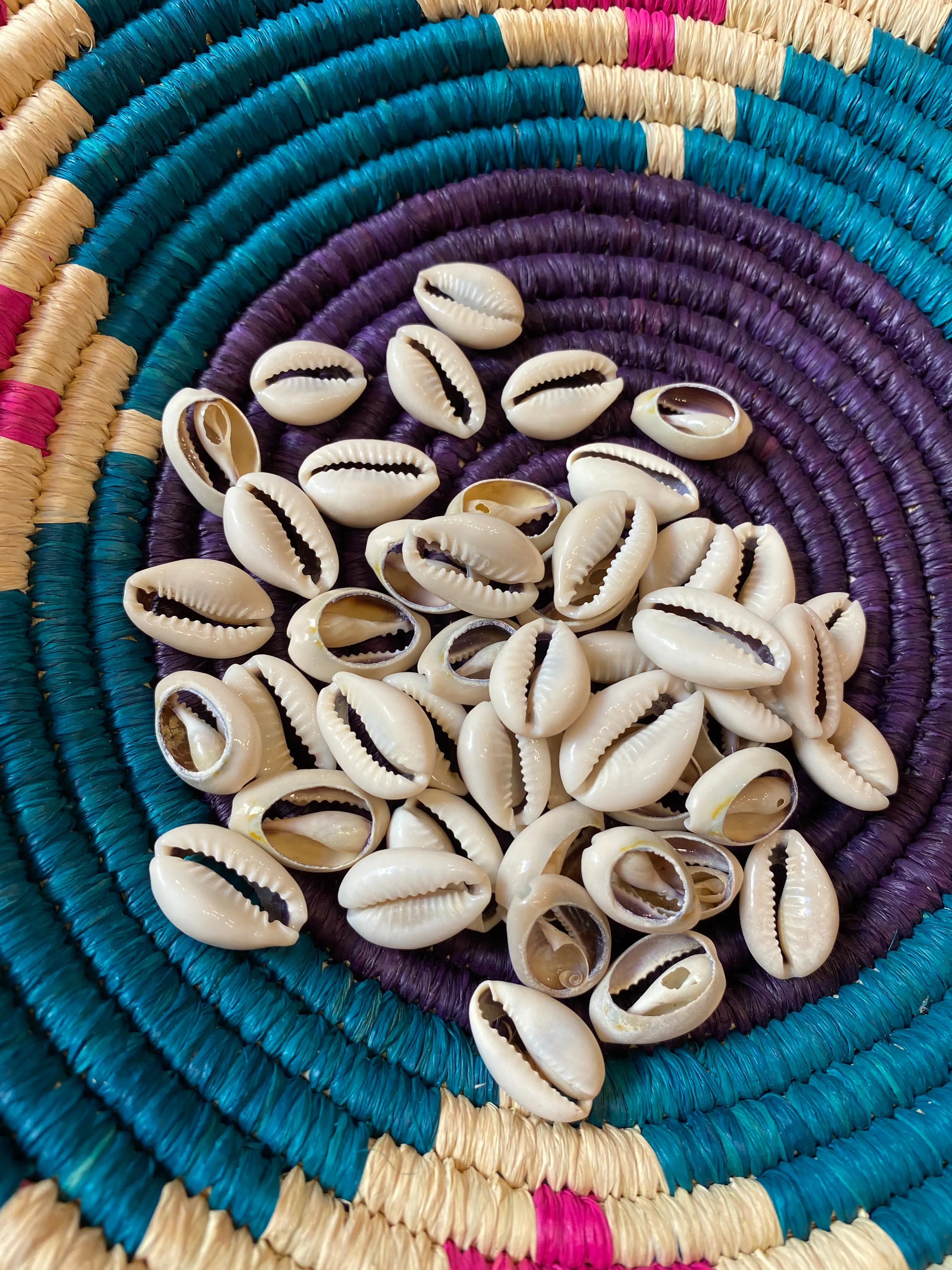 Cut Cowrie Shell.