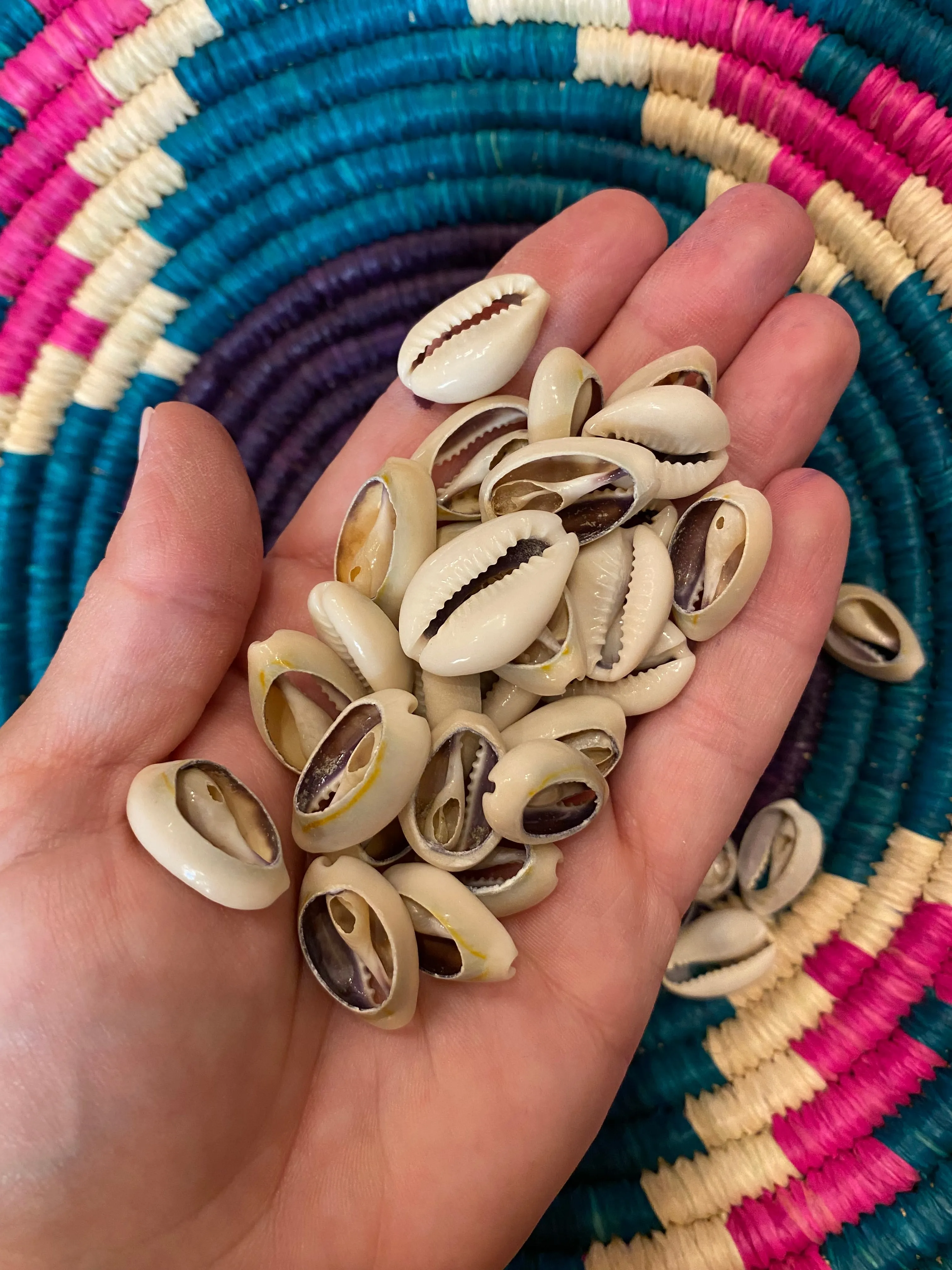 Cut Cowrie Shell.